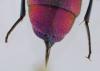 Chrysura refulgens